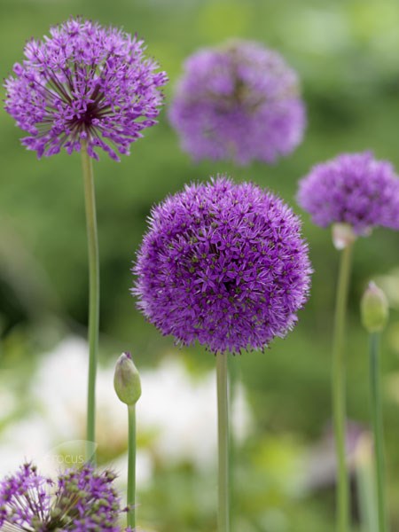 <i>Allium hollandicum</i> (aflatunense)
