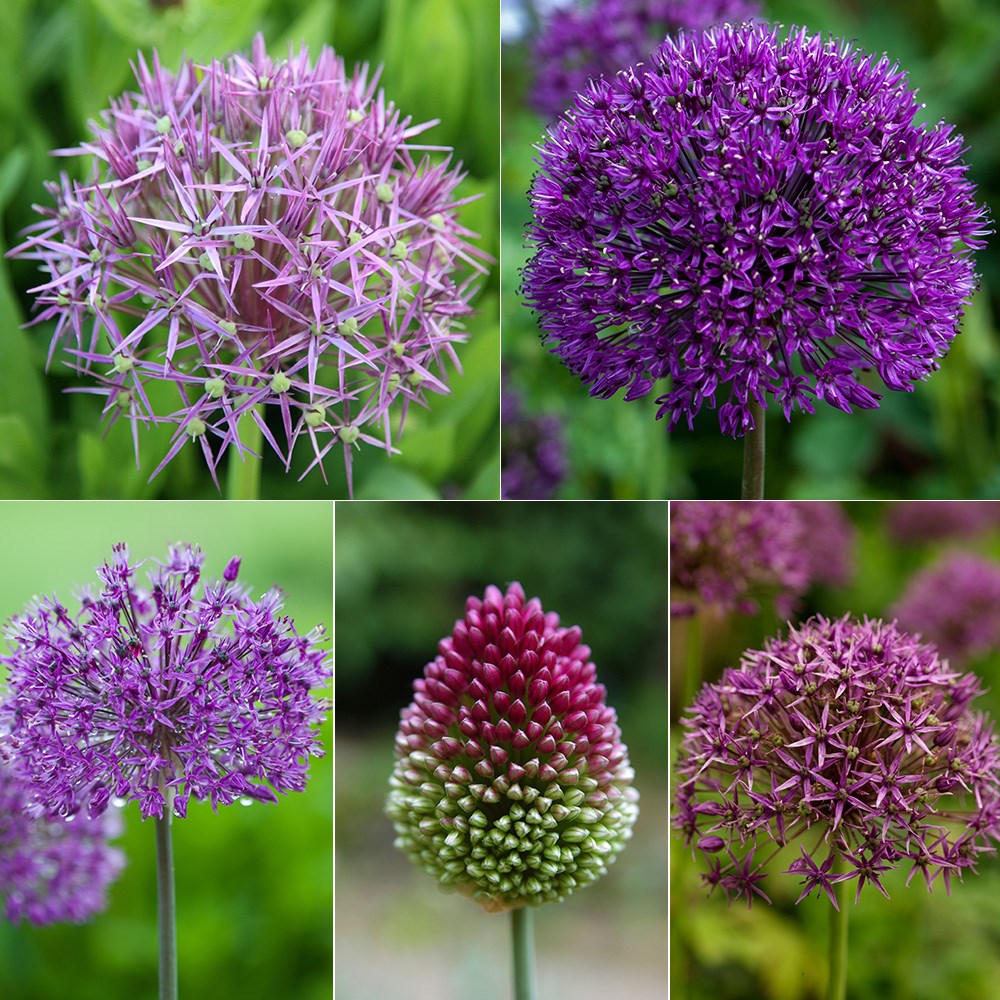 Shades of purple - allium collection