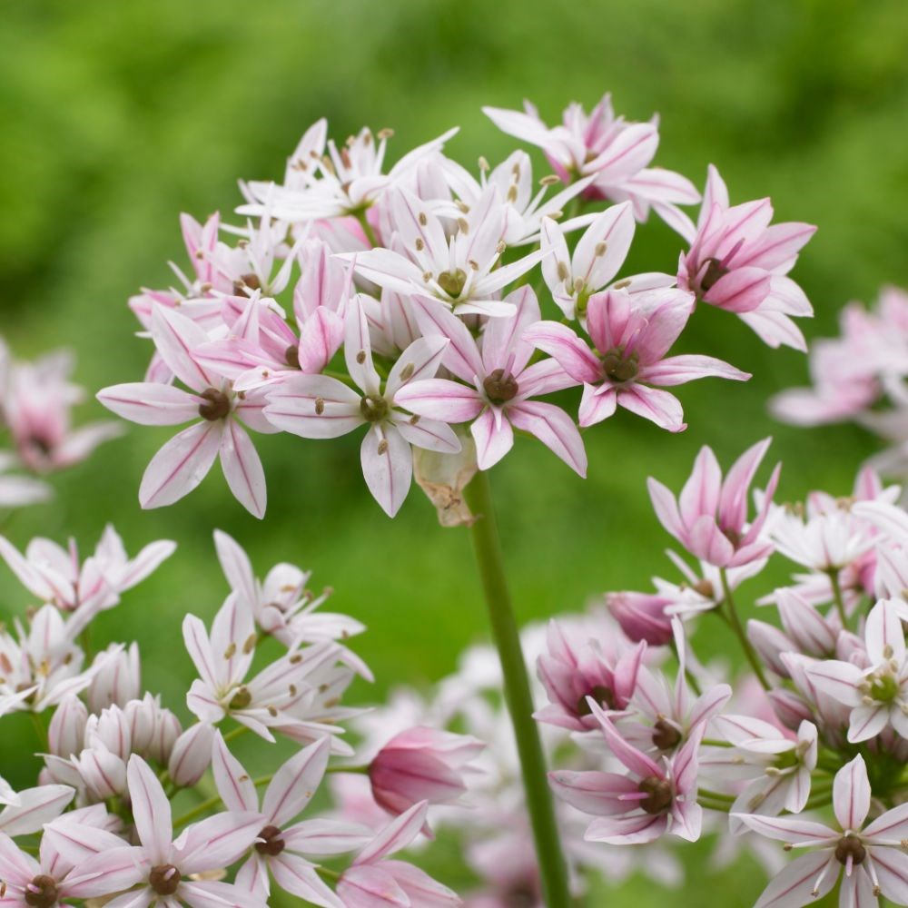 <i>Allium</i> 'Caméléon'