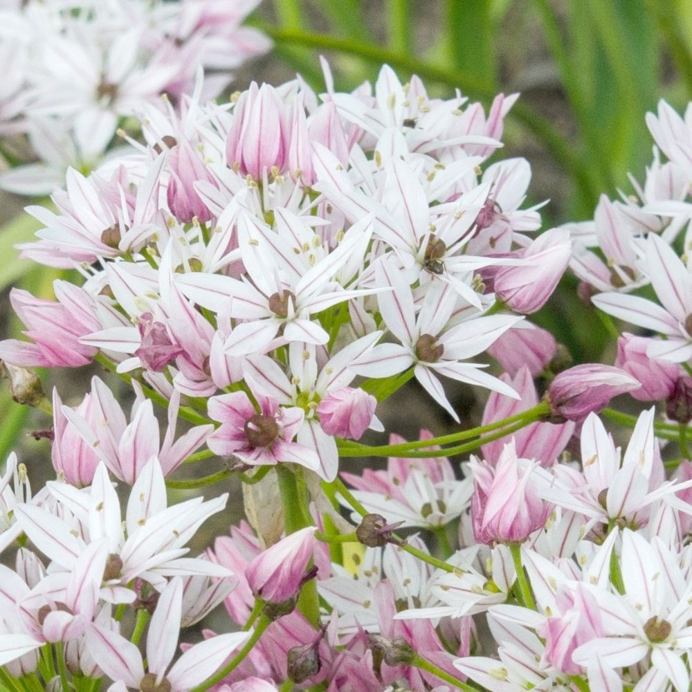 <i>Allium</i> 'Caméléon'