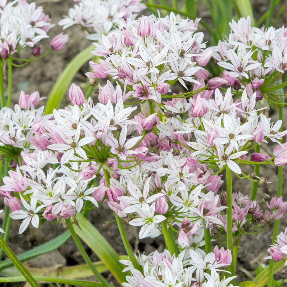 <i>Allium</i> 'Caméléon'