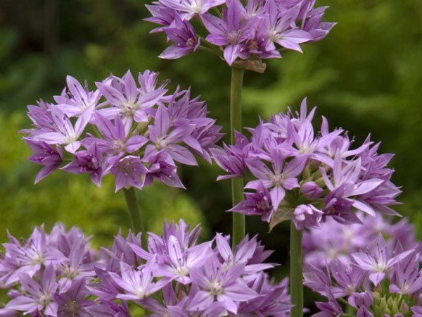 <I>Allium</i> 'Eros'
