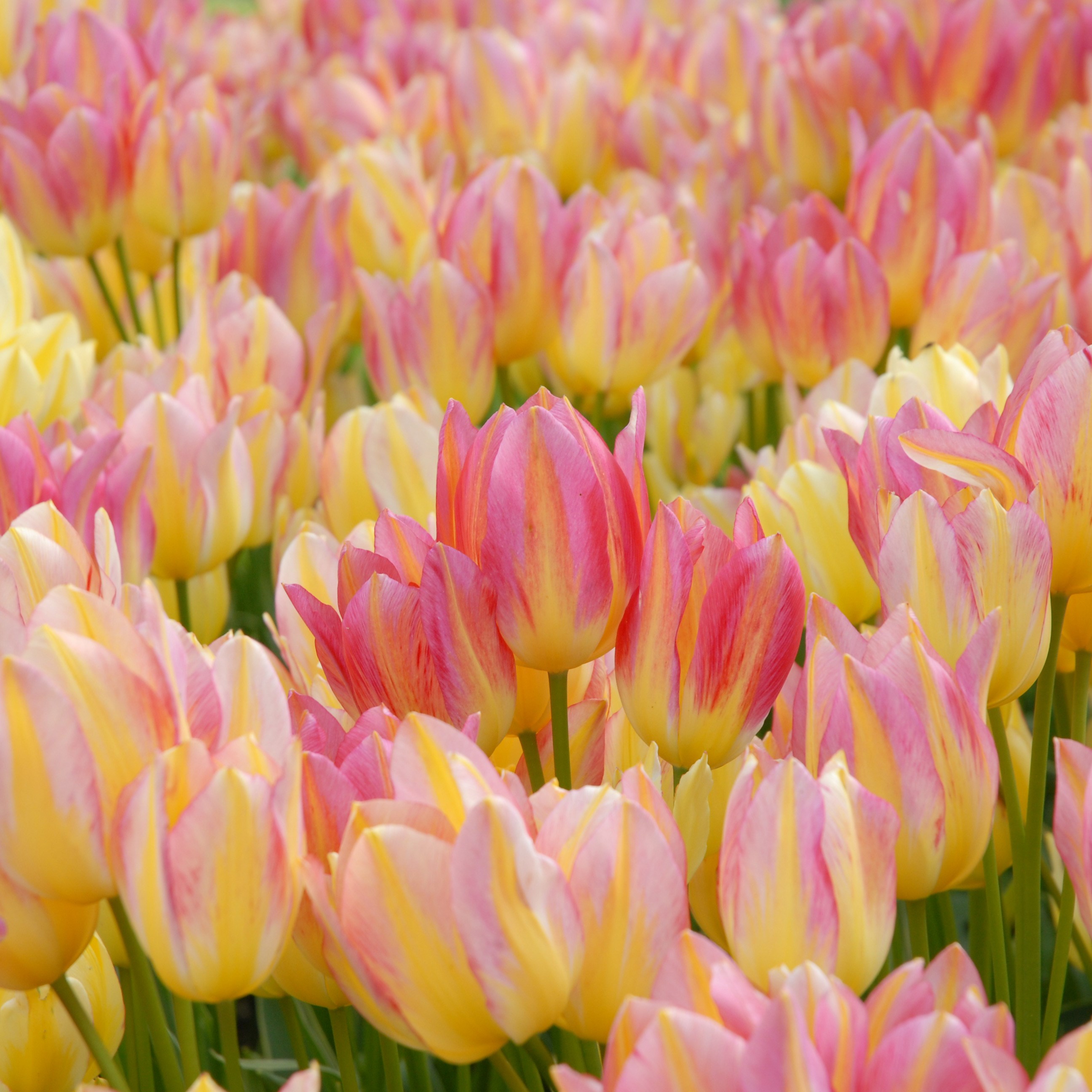 <I>Tulipa</i> 'Antoinette' (PBR)