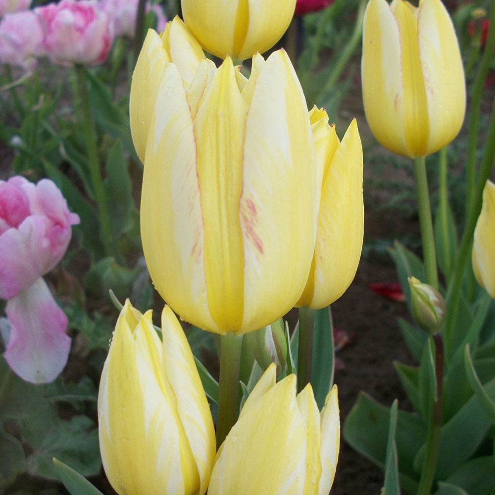 <I>Tulipa</i> 'Antoinette' (PBR)