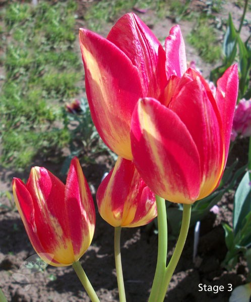 <I>Tulipa</i> 'Antoinette' (PBR)
