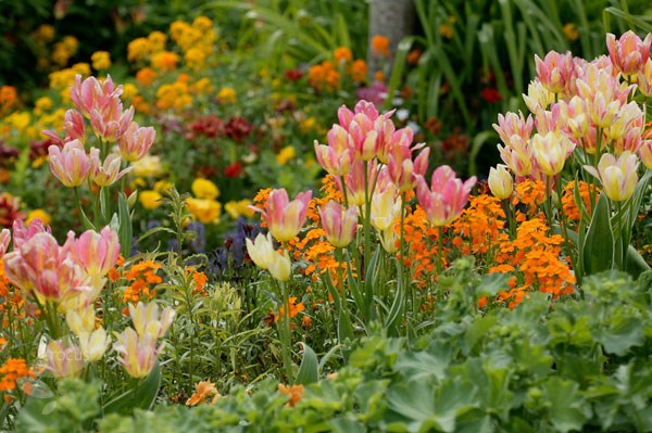 <I>Tulipa</i> 'Antoinette' (PBR)