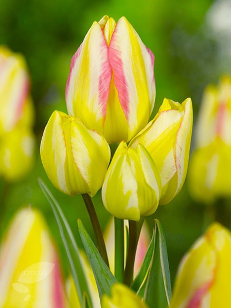 <I>Tulipa</i> 'Antoinette' (PBR)