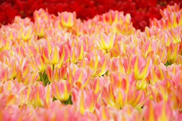 <I>Tulipa</i> 'Antoinette' (PBR)