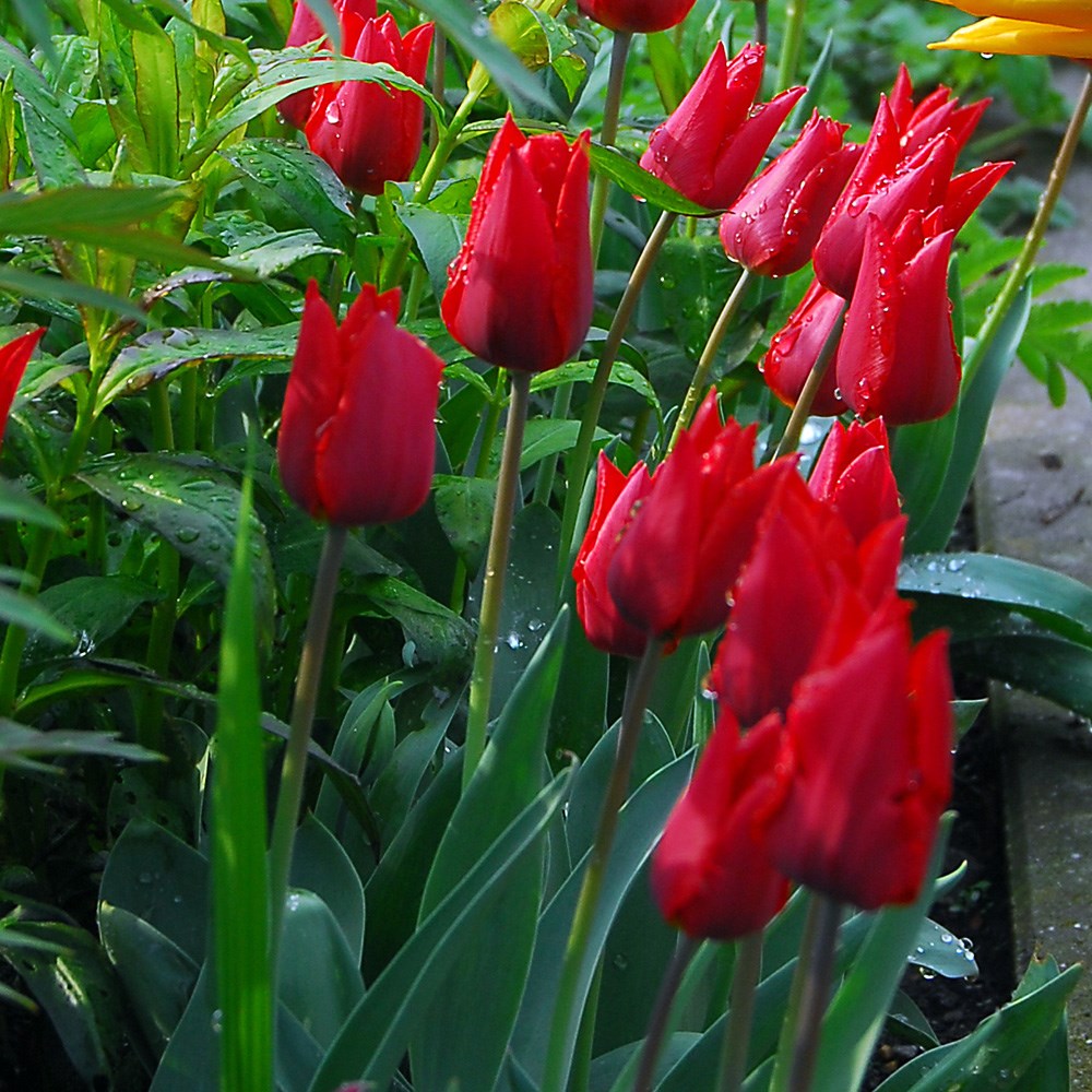 <i>Tulipa</i> 'Île de France'