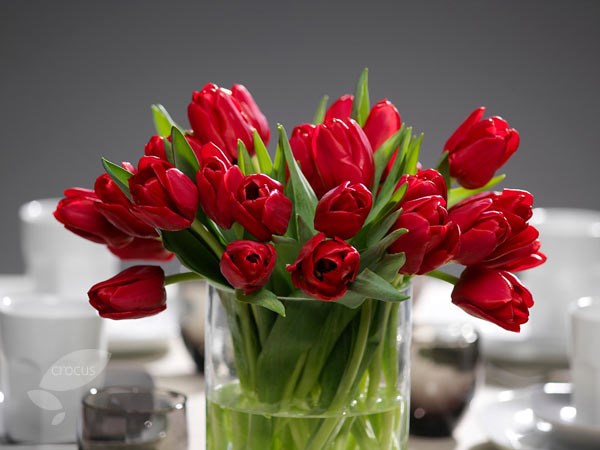 <i>Tulipa</i> 'Île de France'