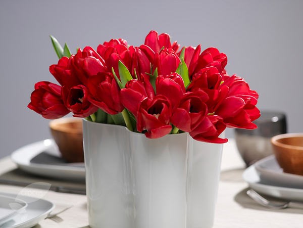 <i>Tulipa</i> 'Île de France'