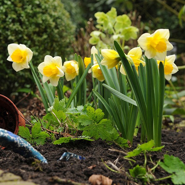 <i>Narcissus</i> 'Salome'