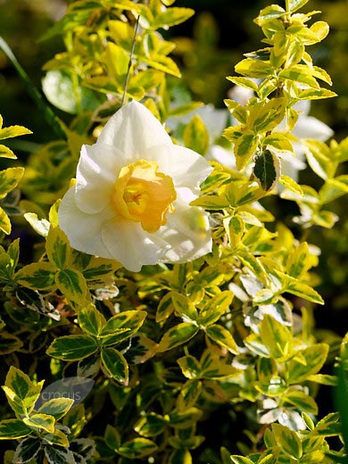 <i>Narcissus</i> 'Salome'