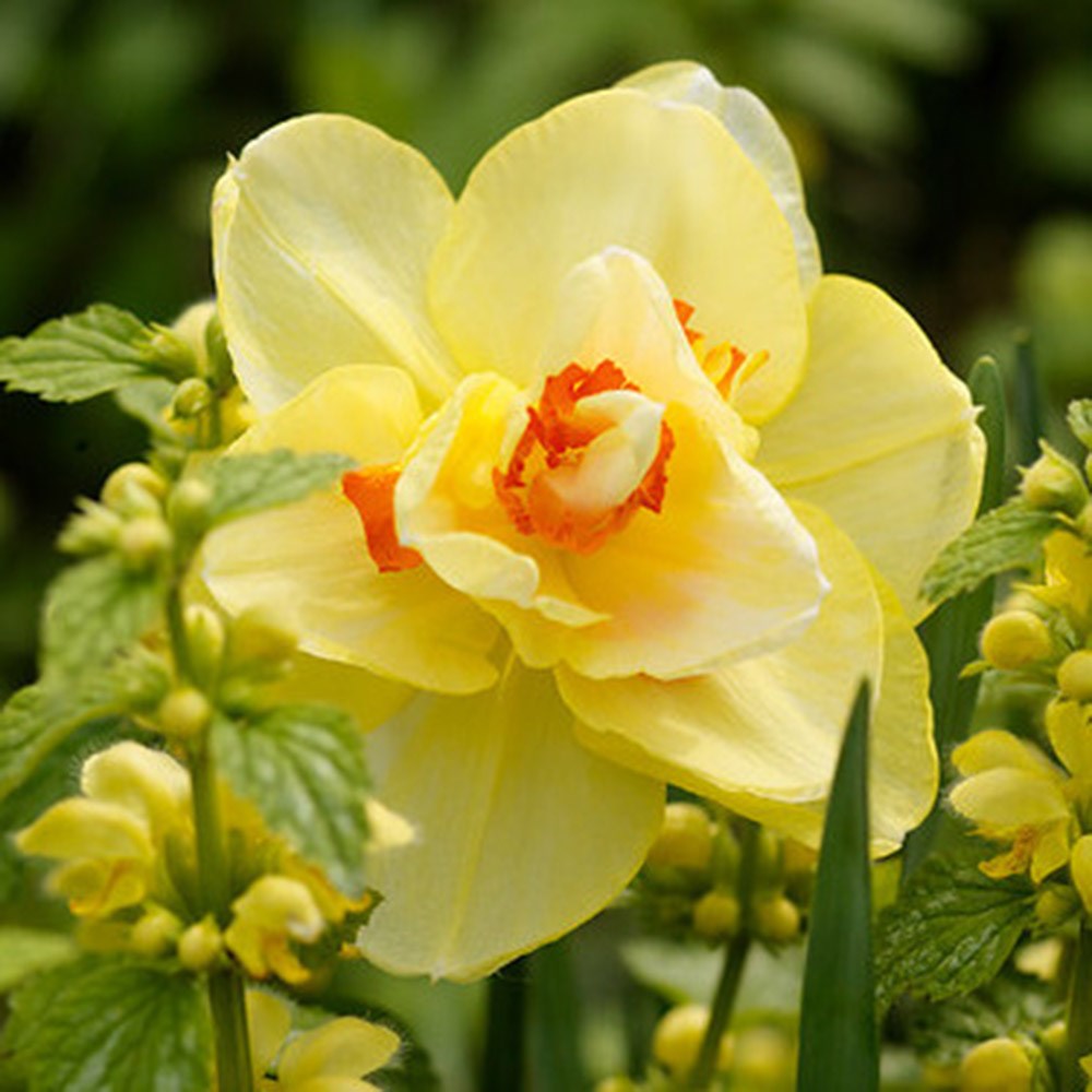 <i>Narcissus</i> 'Tahiti'