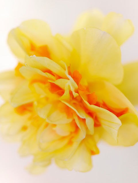<i>Narcissus</i> 'Tahiti'