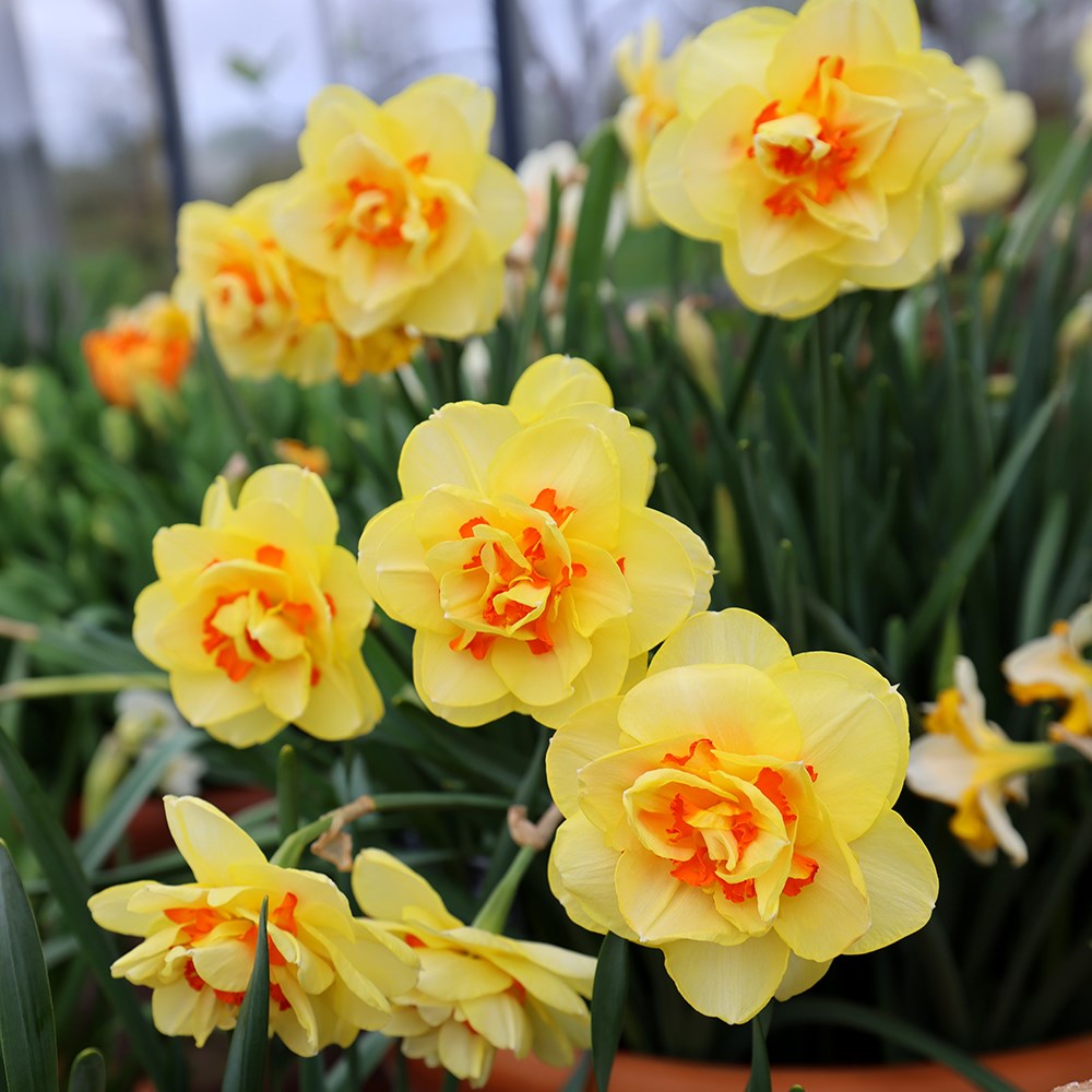 <i>Narcissus</i> 'Tahiti'