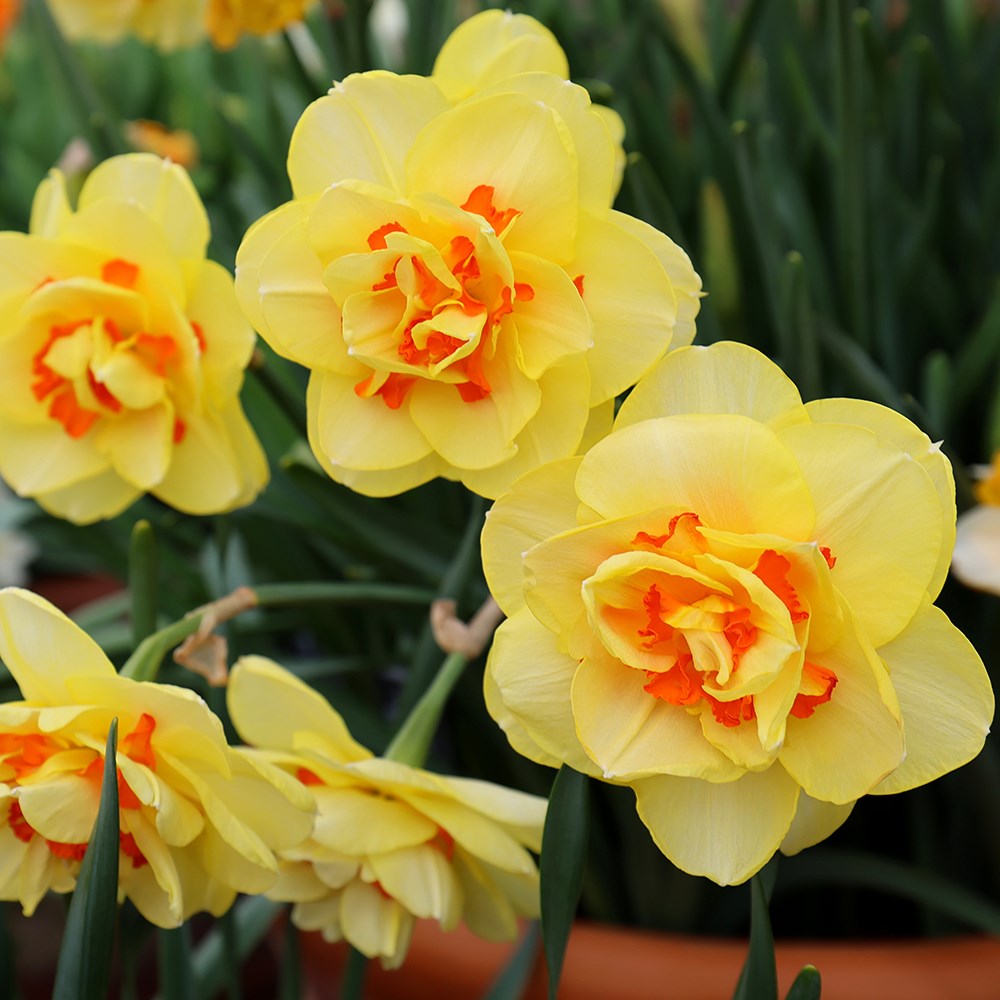 <i>Narcissus</i> 'Tahiti'