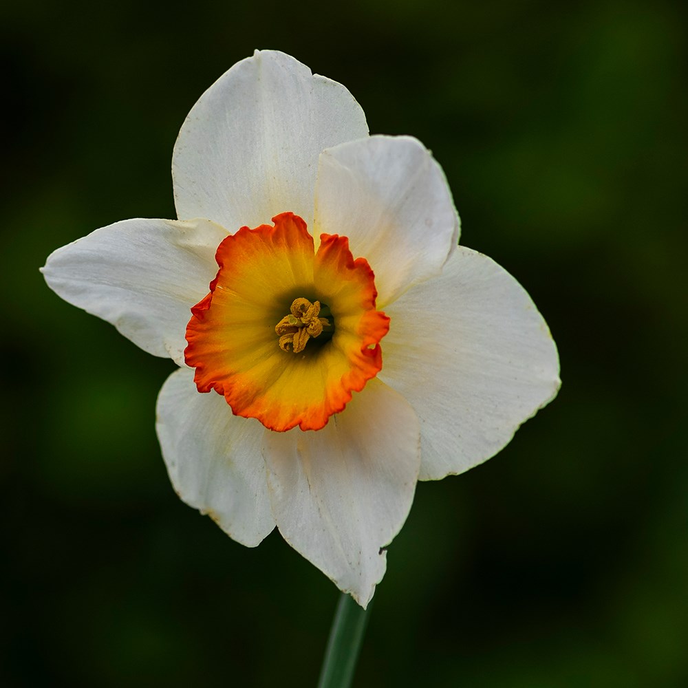 <i>Narcissus</i> 'High Society'
