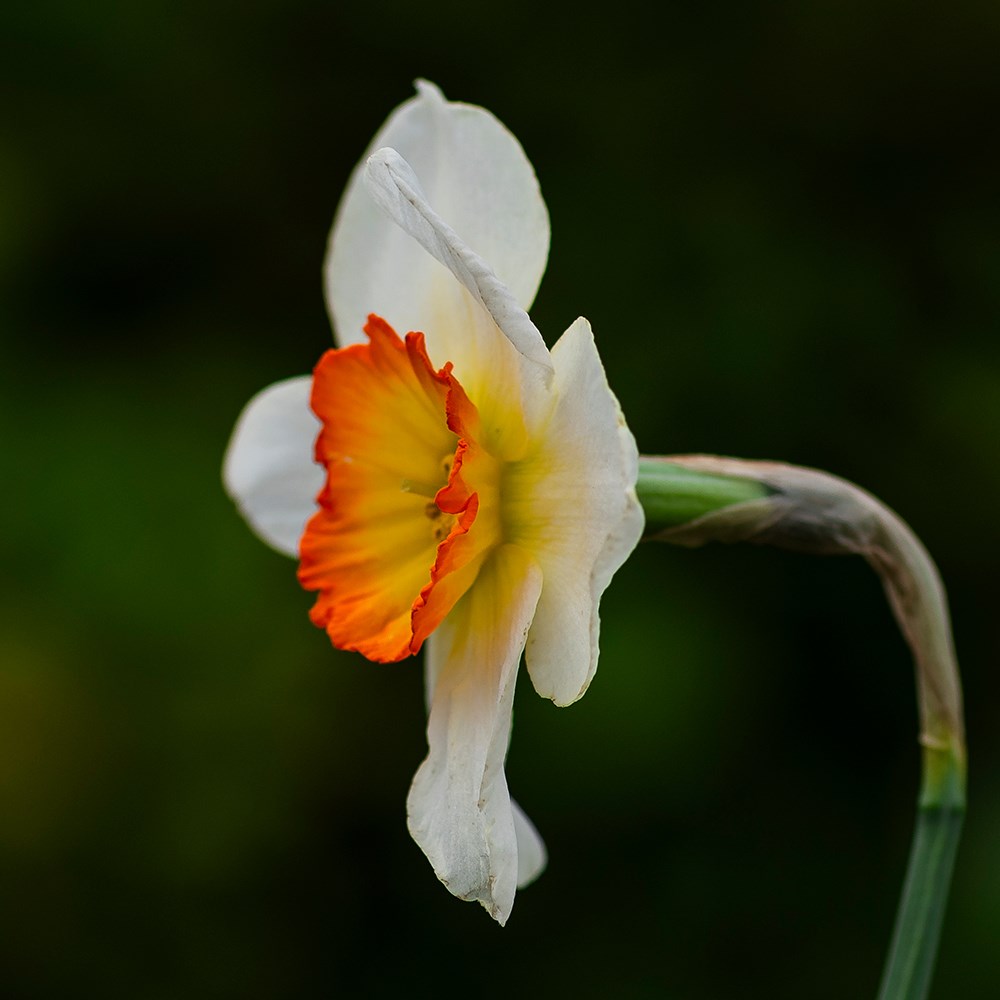 <i>Narcissus</i> 'High Society'