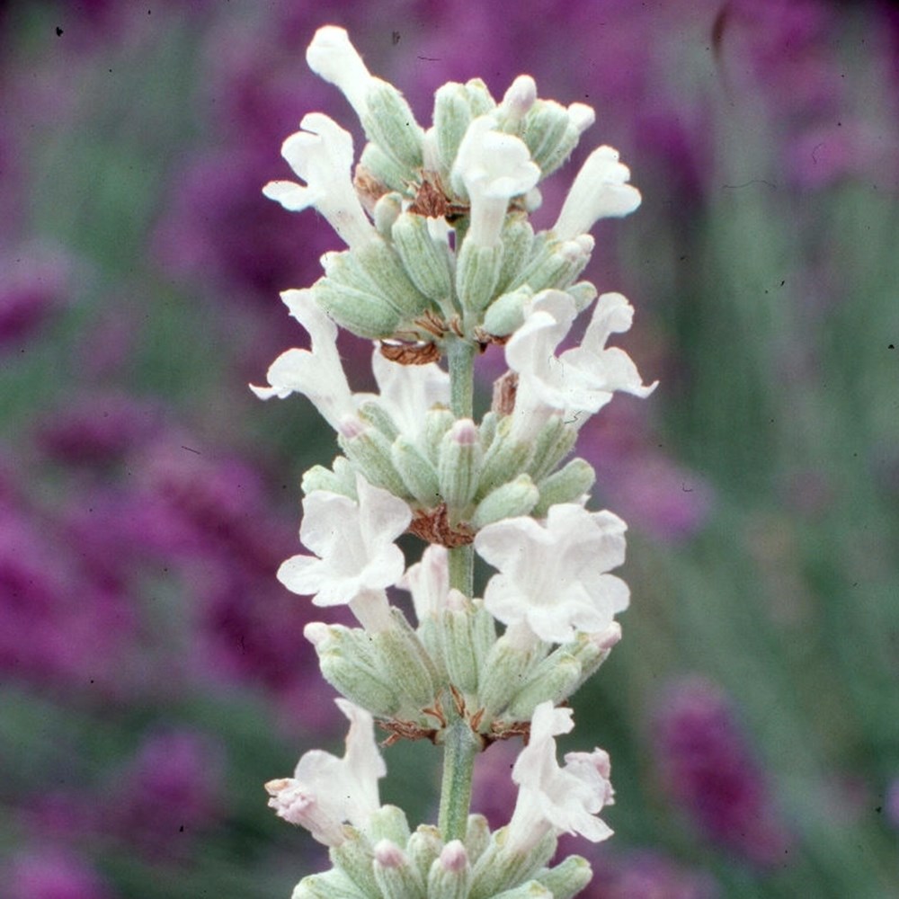 <i>Lavandula angustifolia</i> 'Arctic Snow'