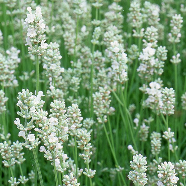<i>Lavandula angustifolia</i> 'Arctic Snow'