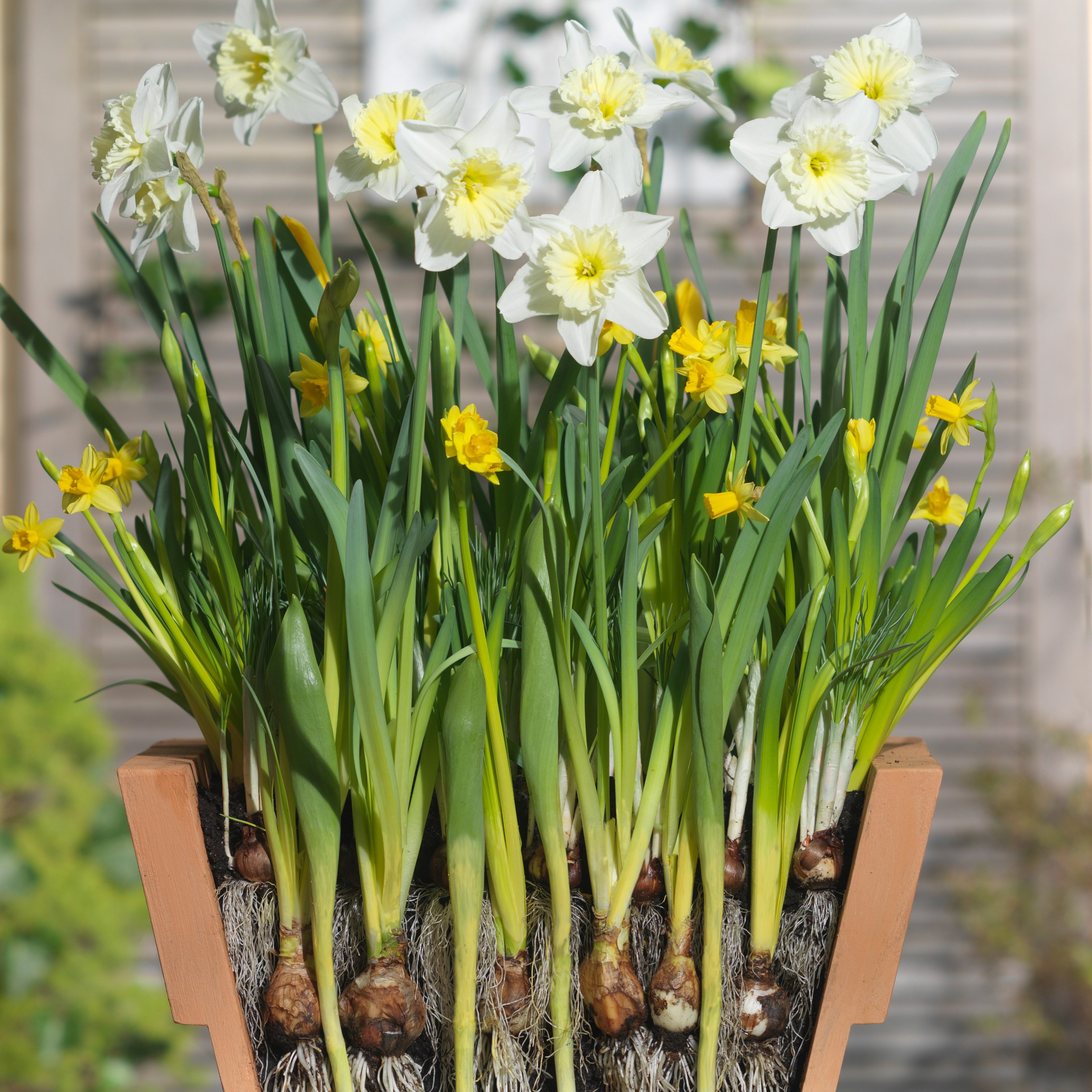 Bulb lasagne collection for pots - creams & yellows