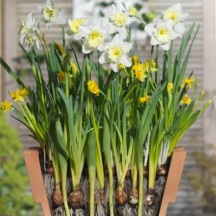 Bulbs for pots - creams and yellows