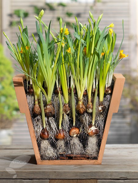 Bulb lasagne collection for pots - creams & yellows