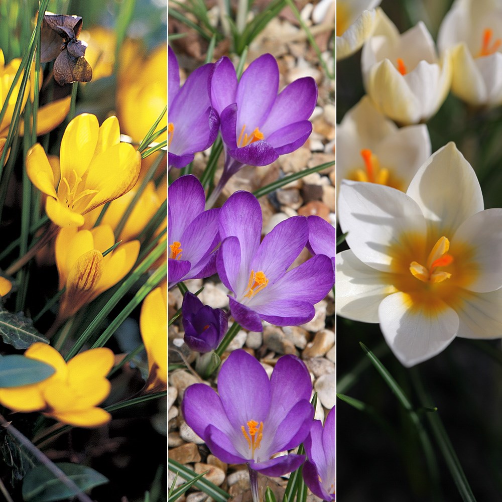 Spring-flowering crocus collection