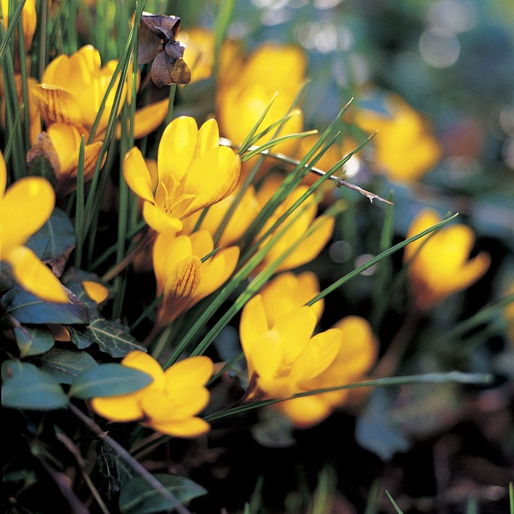 Spring-flowering crocus collection