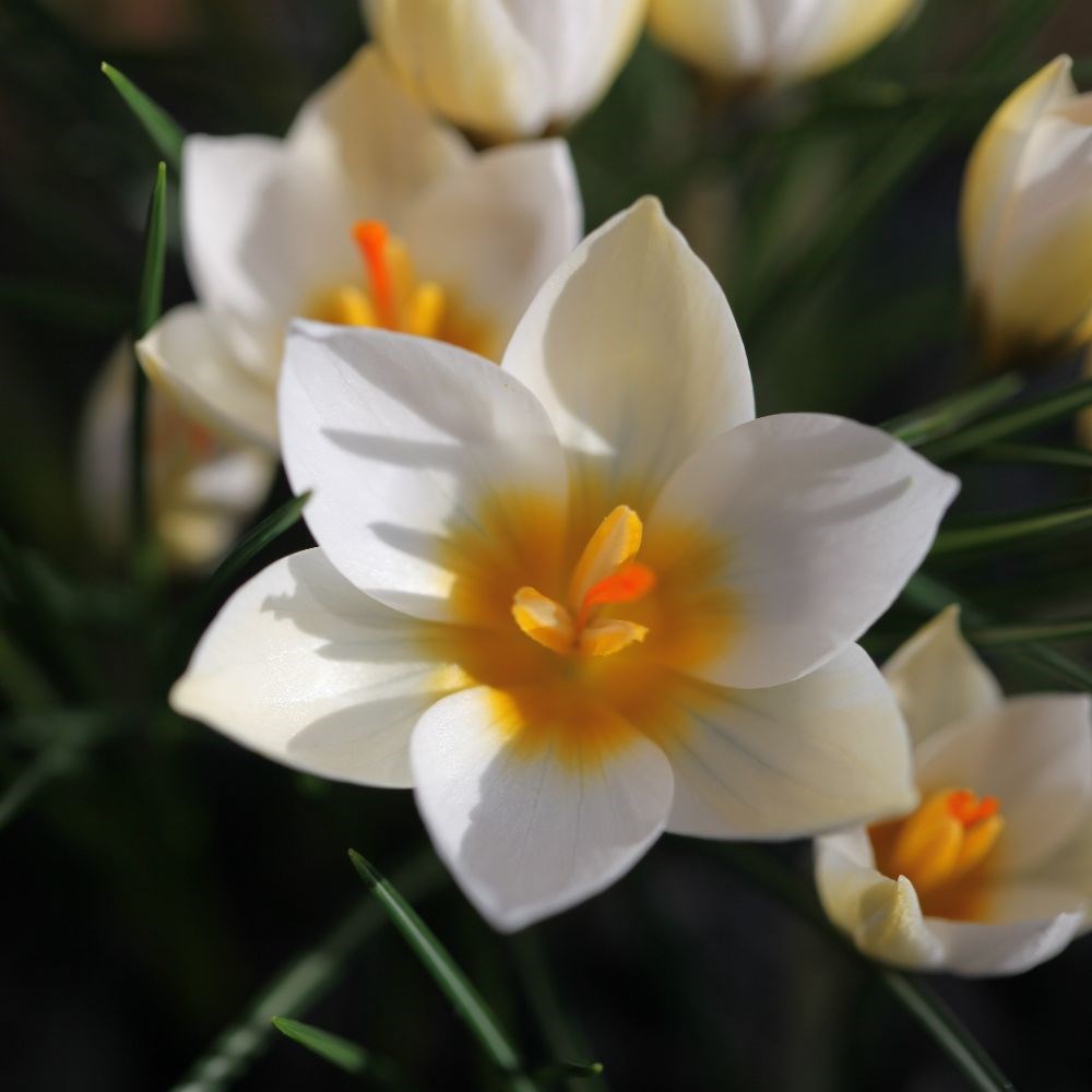 Spring-flowering crocus collection