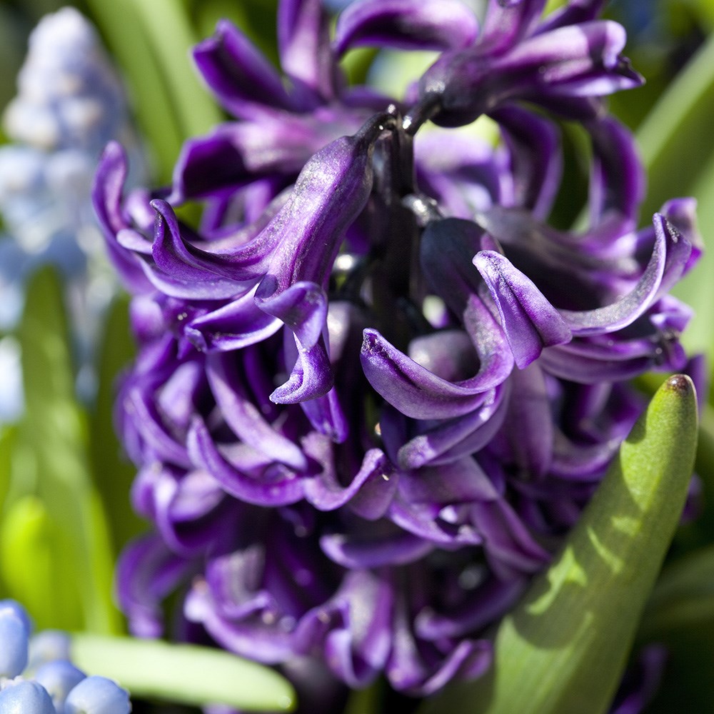 <i>Hyacinthus orientalis</i> 'Peter Stuyvesant'