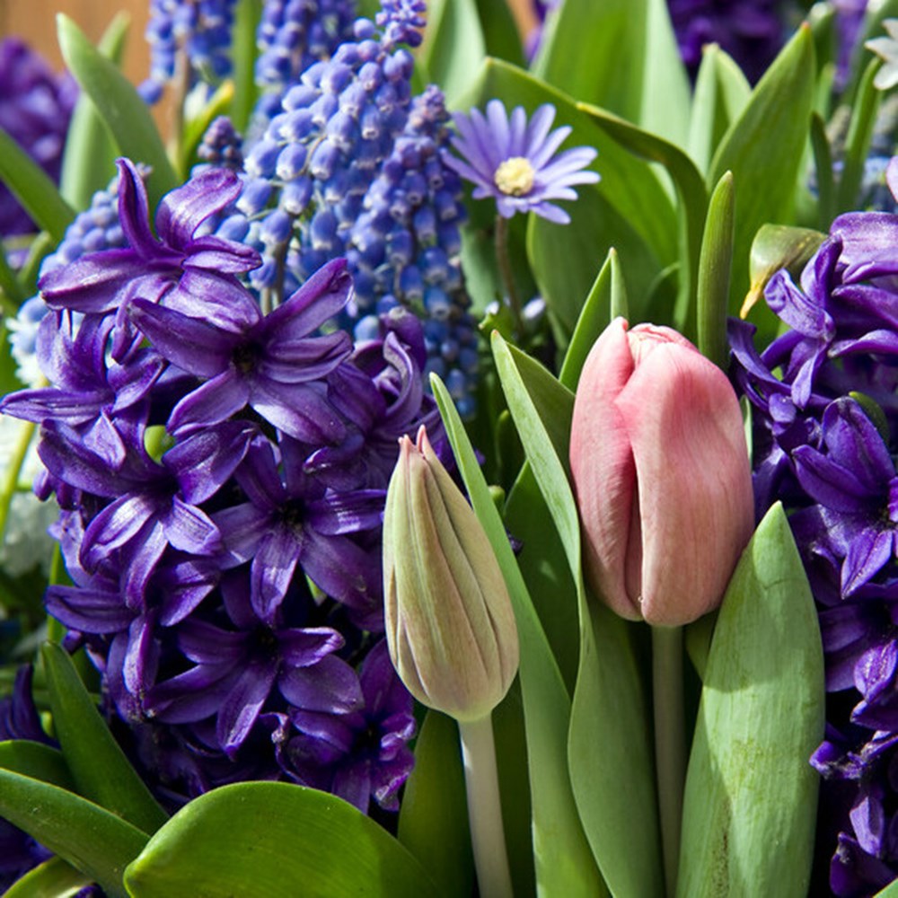 <i>Hyacinthus orientalis</i> 'Peter Stuyvesant'