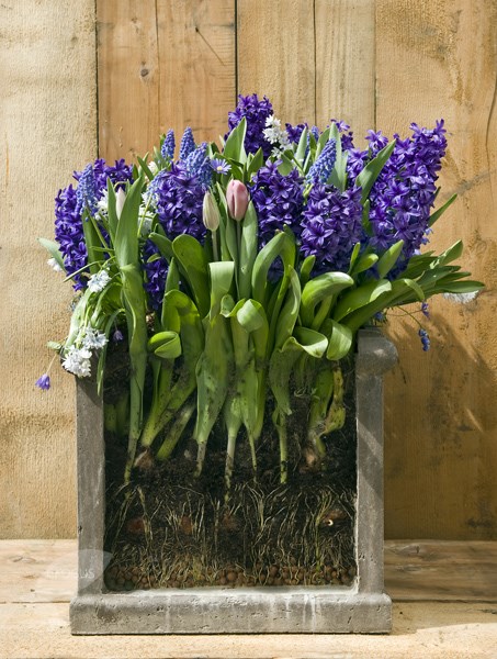 <i>Hyacinthus orientalis</i> 'Peter Stuyvesant'