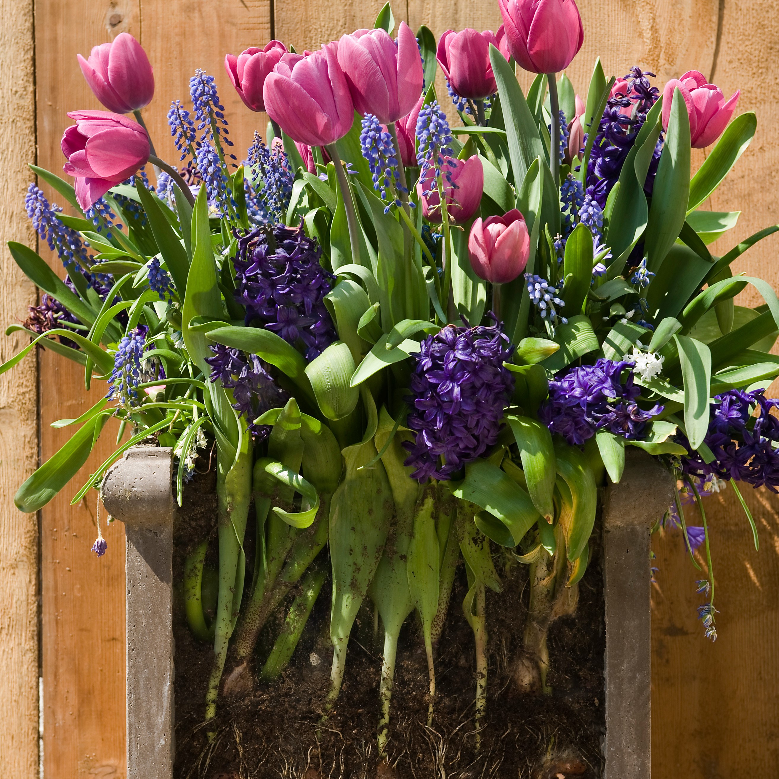 Bulb lasagne collection for pots - rich blues