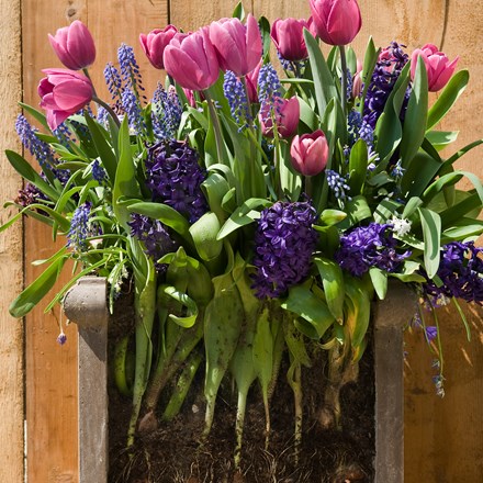 Bulbs for pots - rich blues