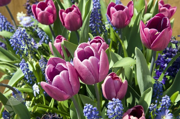 Bulb lasagne collection for pots - rich blues