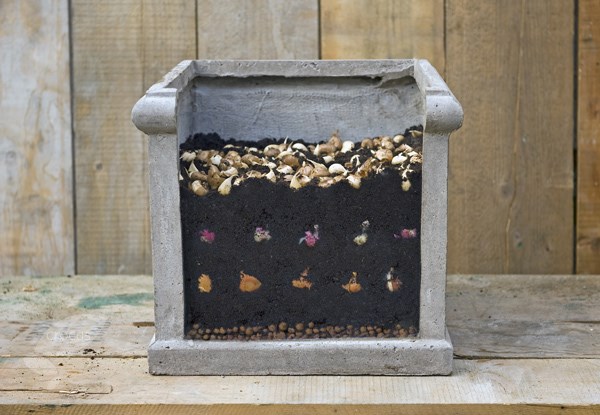 Bulb lasagne collection for pots - rich blues