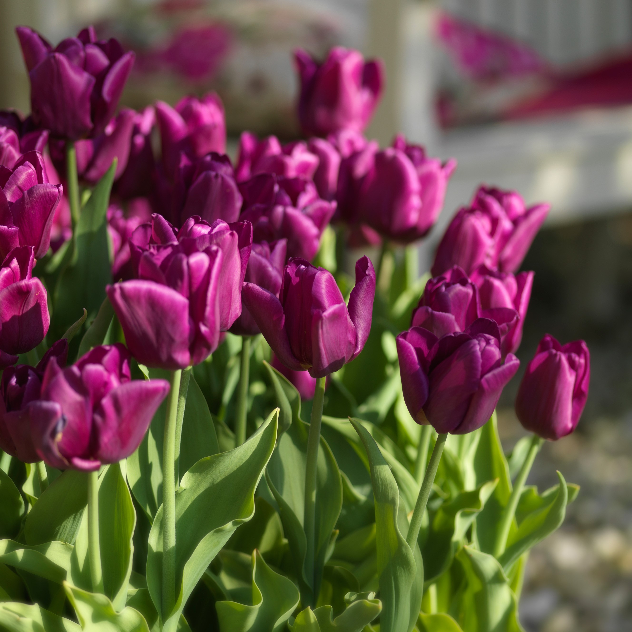 <i>Tulipa</i> 'Passionale'