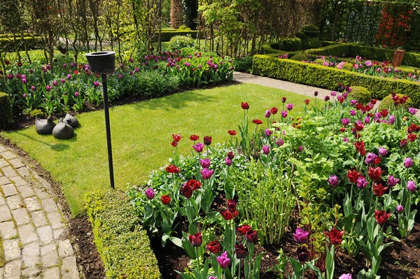 <i>Tulipa</i> 'Passionale'