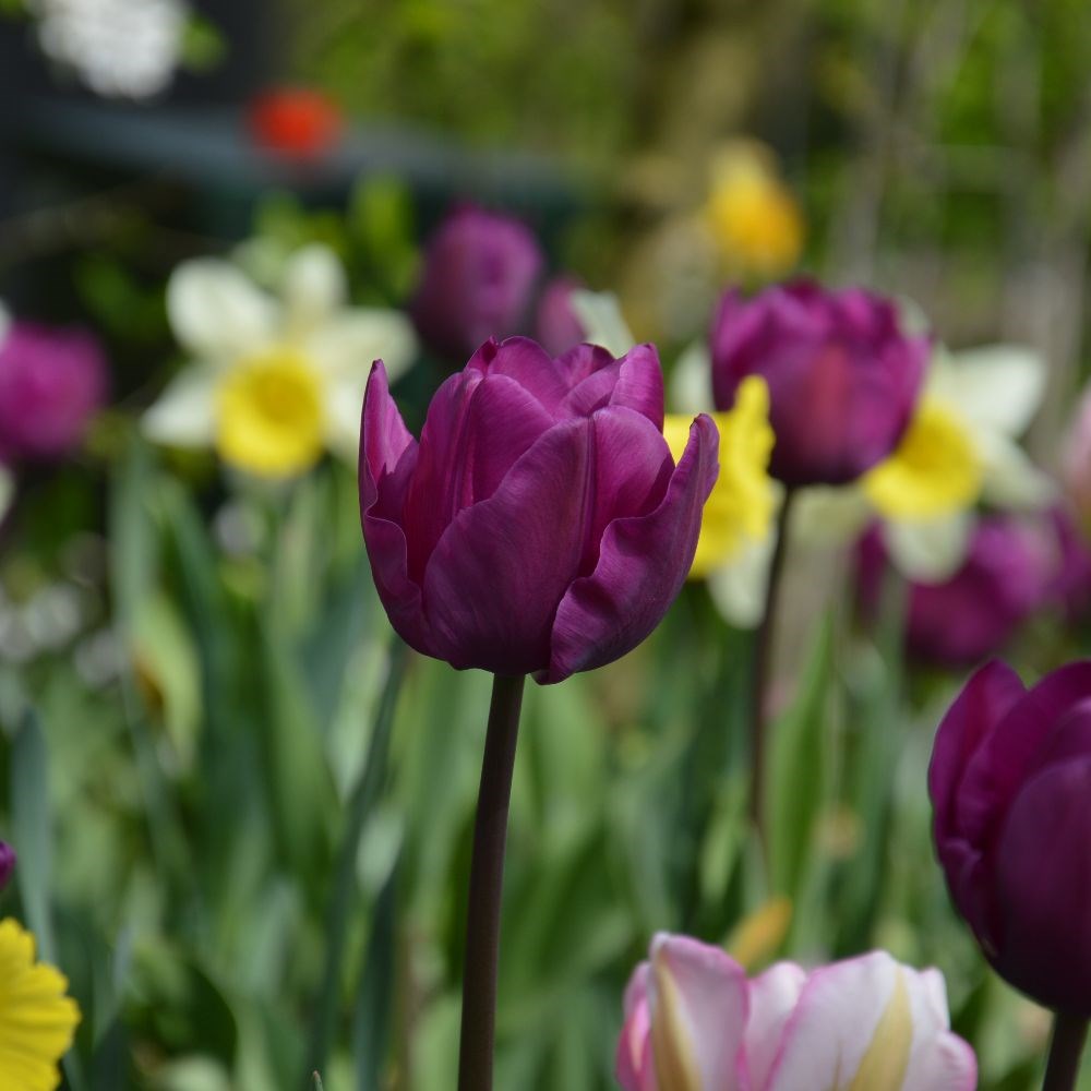 <i>Tulipa</i> 'Passionale'