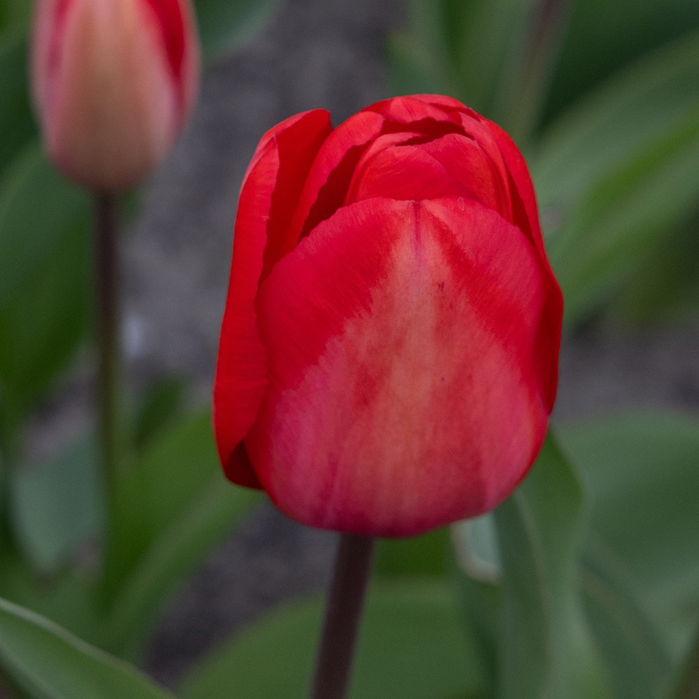<i>Tulipa</i> 'Red Impression' (PBR)