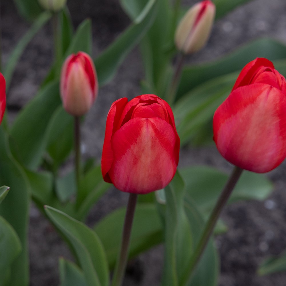 <i>Tulipa</i> 'Red Impression' (PBR)