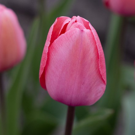 Tulipa Pink Impression