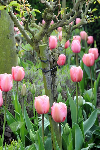 <i>Tulipa</i> 'Pink Impression'
