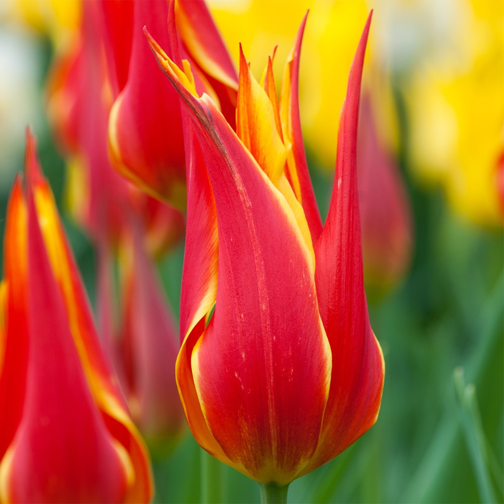 <i>Tulipa</i> 'Fly Away'