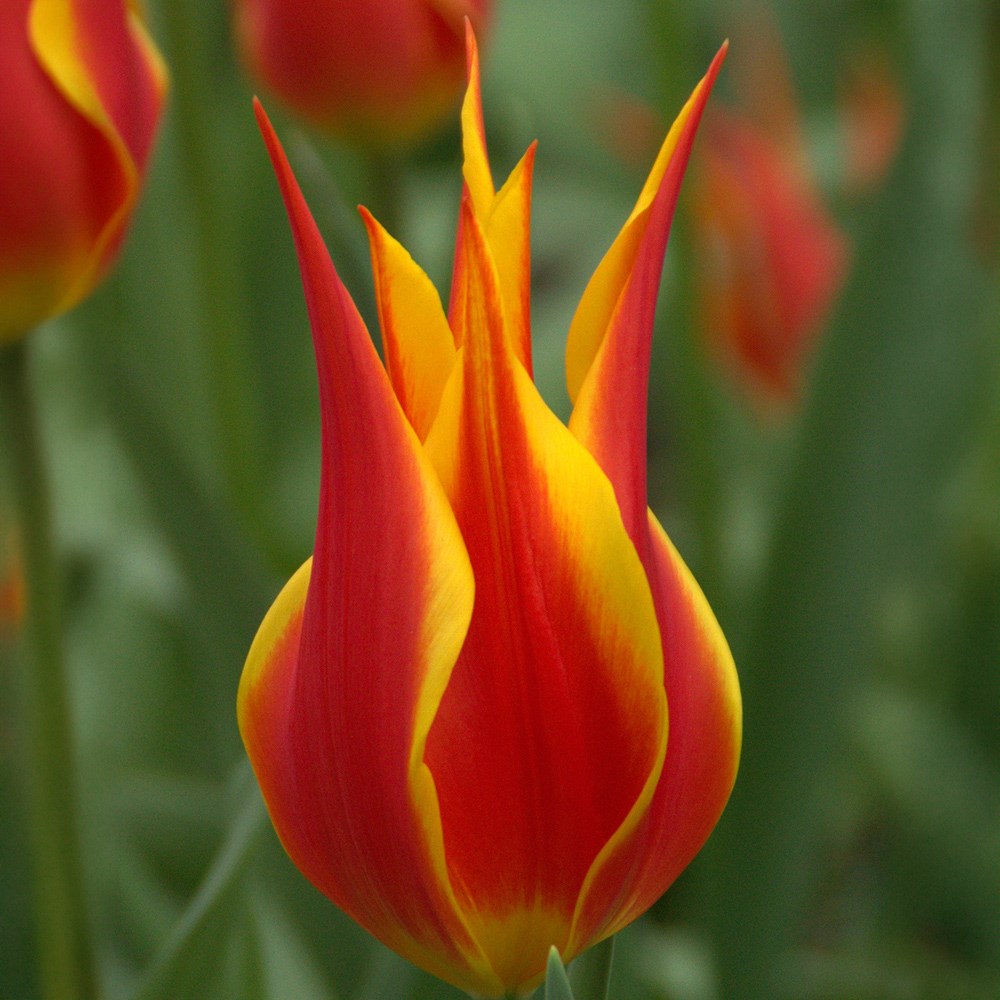 <i>Tulipa</i> 'Fly Away'