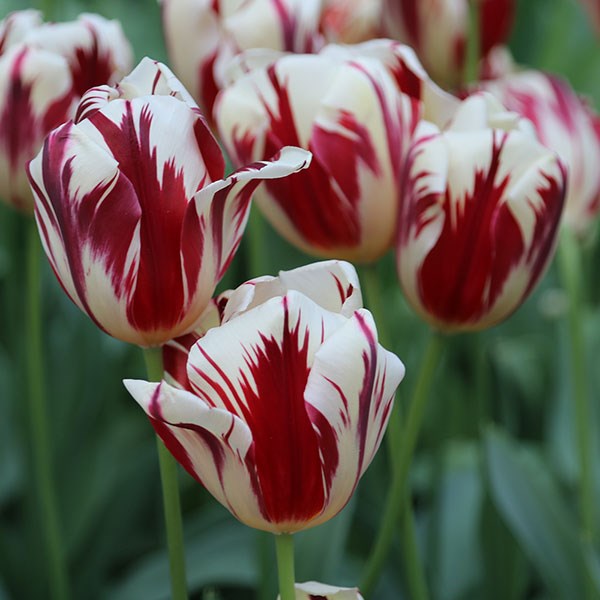 <I>Tulipa</i> 'Grand Perfection' (PBR)