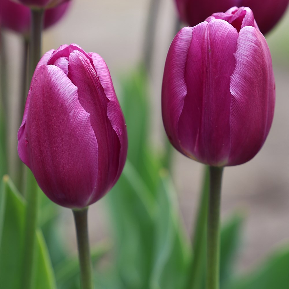<i>Tulipa</i> 'Purple Flag'