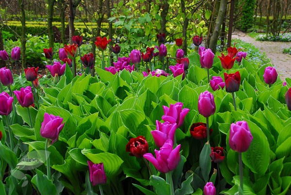 <i>Tulipa</i> 'Purple Flag'